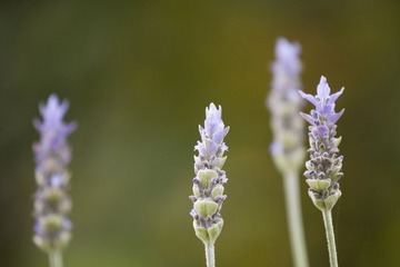 IMG_8016.jpg