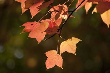 IMG_8193.jpg