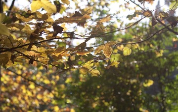 IMG_8233.jpg