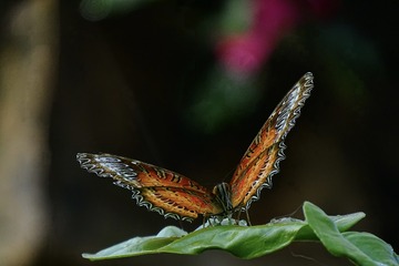 338B357D-2785-4EC2-98F5-D7E5440C4894/L0/001