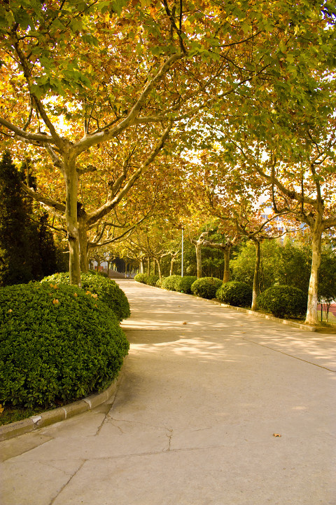 深秋- 陈卓 - 图虫网 - 优质摄影师交流社区