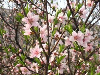 繁花似锦