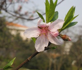 桃花