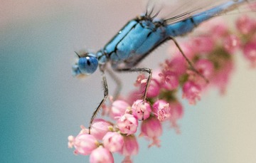 DSC_8738L