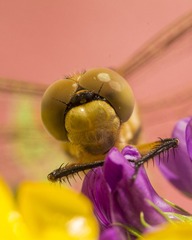 DSC_9274L