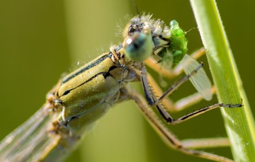 DSC_9239L
