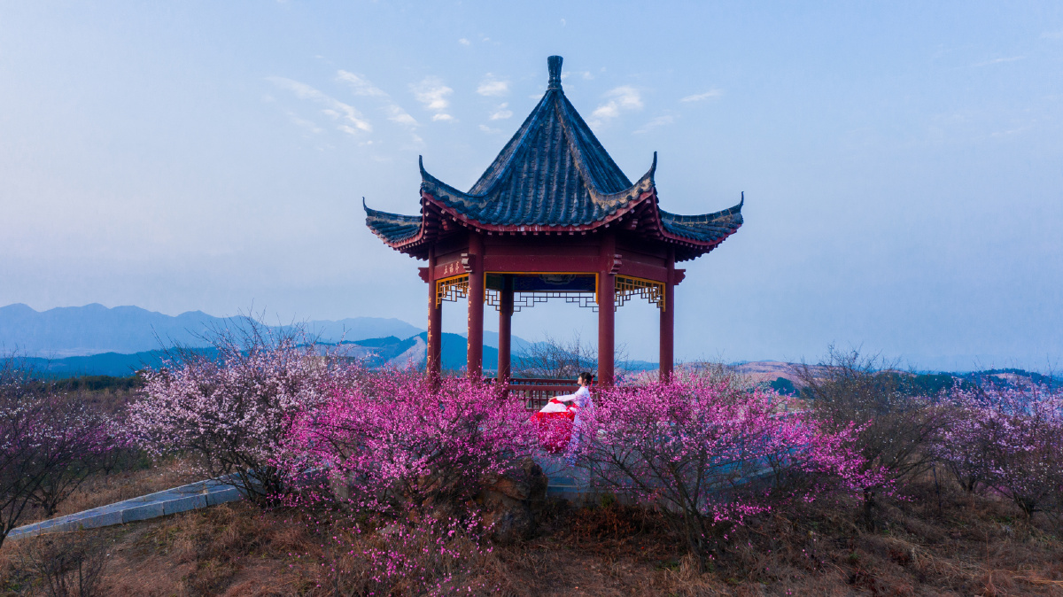 江西峡江寒梅岭梅花绽放醉佳人