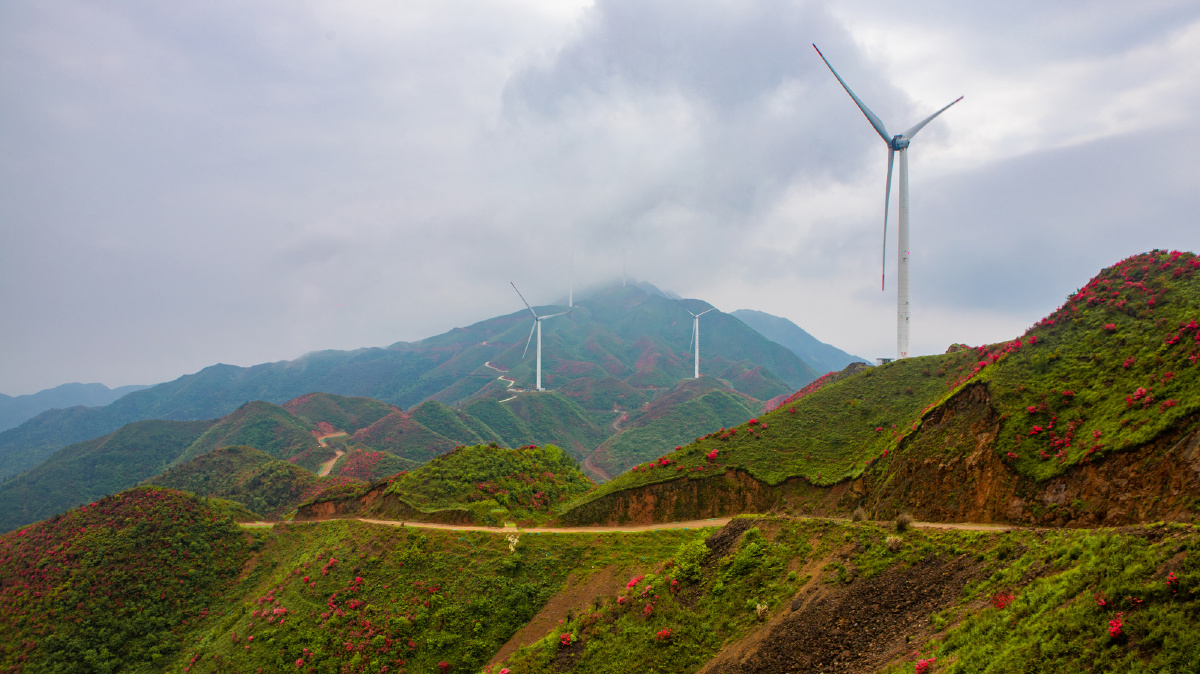 江西十八排杜鹃云海美如画