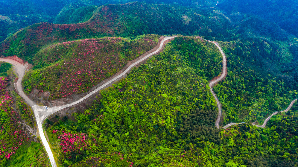 江西十八排杜鹃云海美如画
