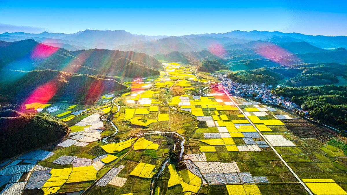 观油菜花美如画卷 春意莅临魅力金江