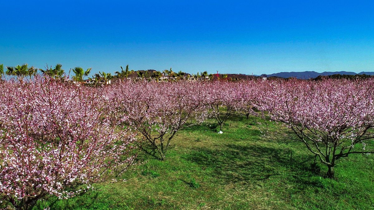 最美的桃花小镇—金坪