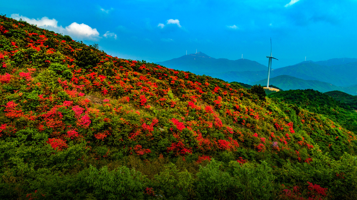 江西玉华山一脚跨三地杜鹃花开别样红