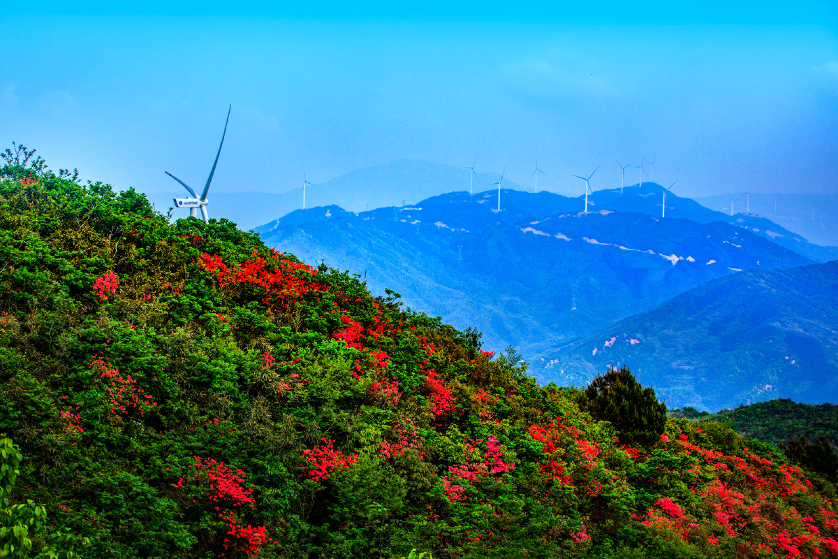 江西玉华山一脚跨三地杜鹃花开别样红