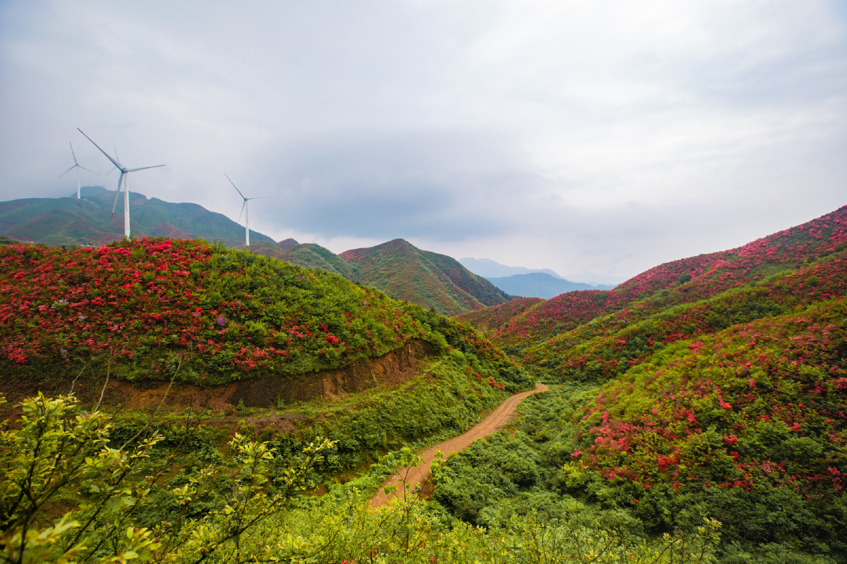 江西十八排杜鹃云海美如画
