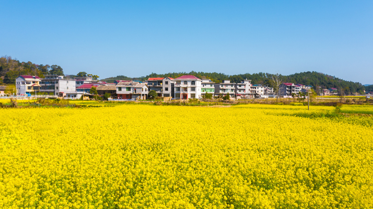 江西峡江油菜花竞相绽放美丽乡村春意浓