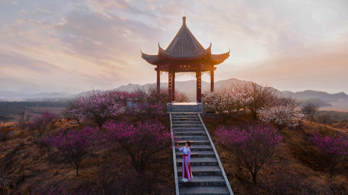 江西峡江寒梅岭梅花绽放醉佳人