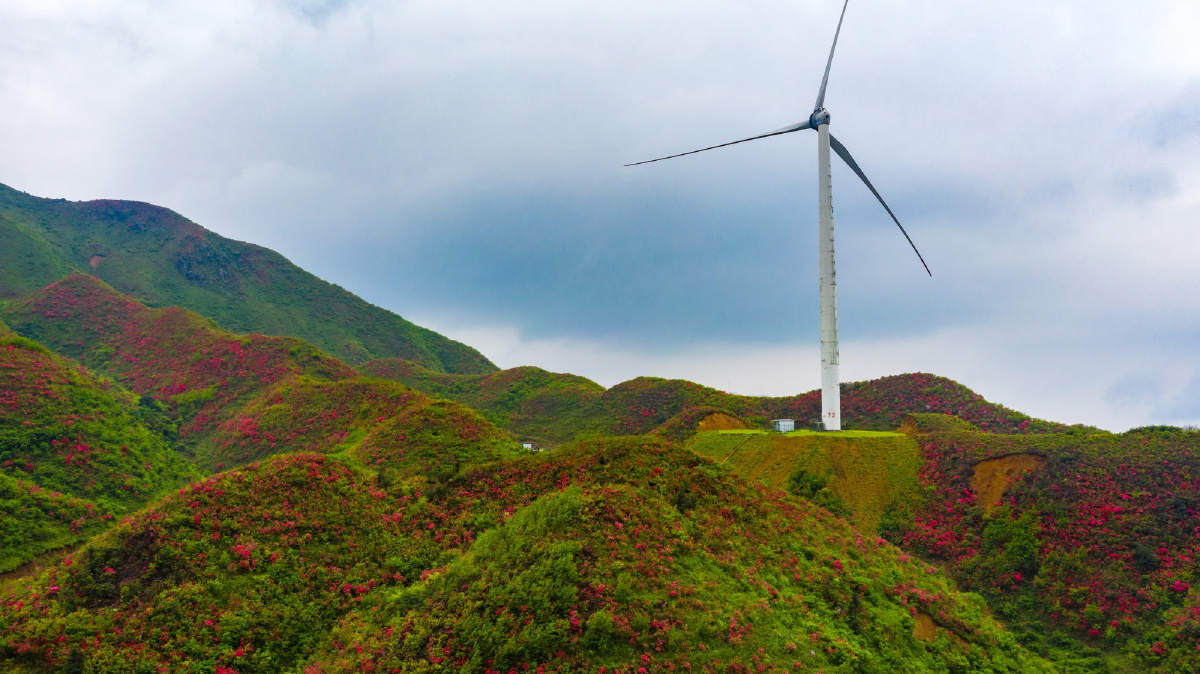 江西十八排杜鹃云海美如画
