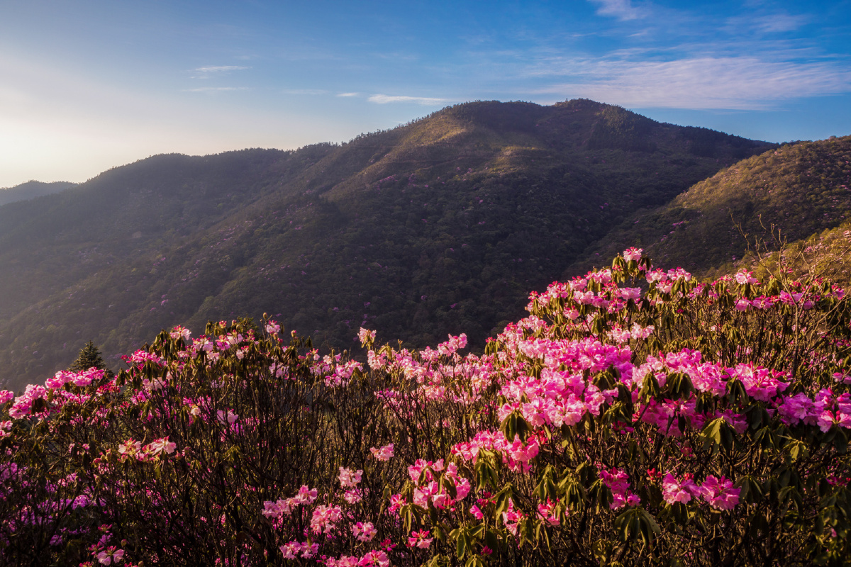 杜鹃烂漫江西坳
