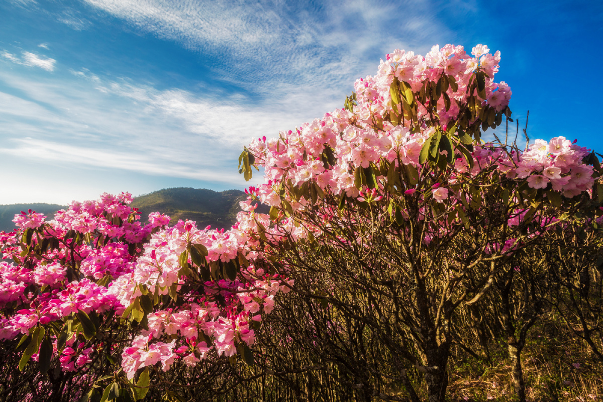 杜鹃烂漫江西坳