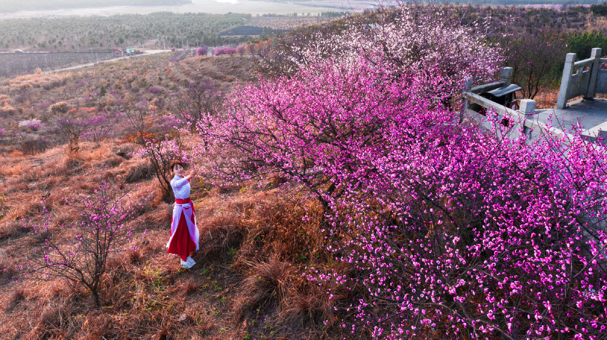 江西峡江寒梅岭梅花绽放醉佳人