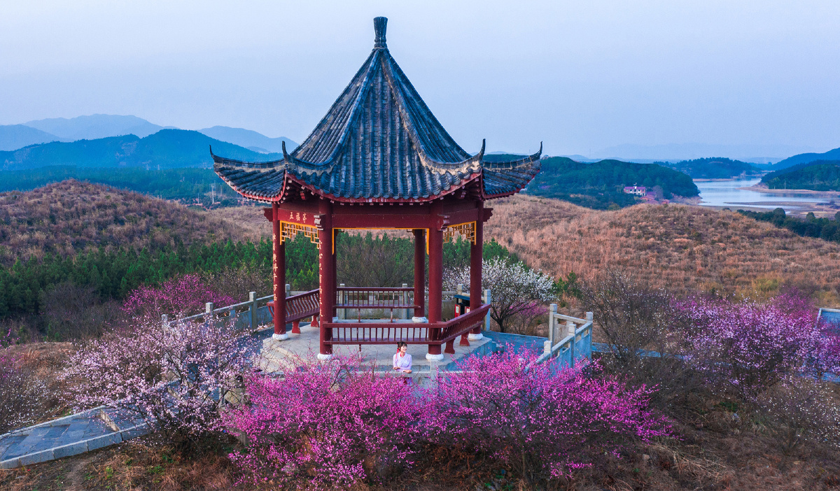 江西峡江寒梅岭梅花绽放醉佳人