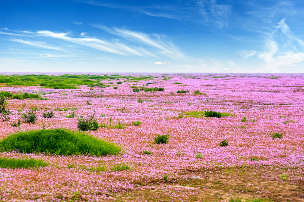壮观!都昌这个地方的鄱阳湖花海已进入盛花期