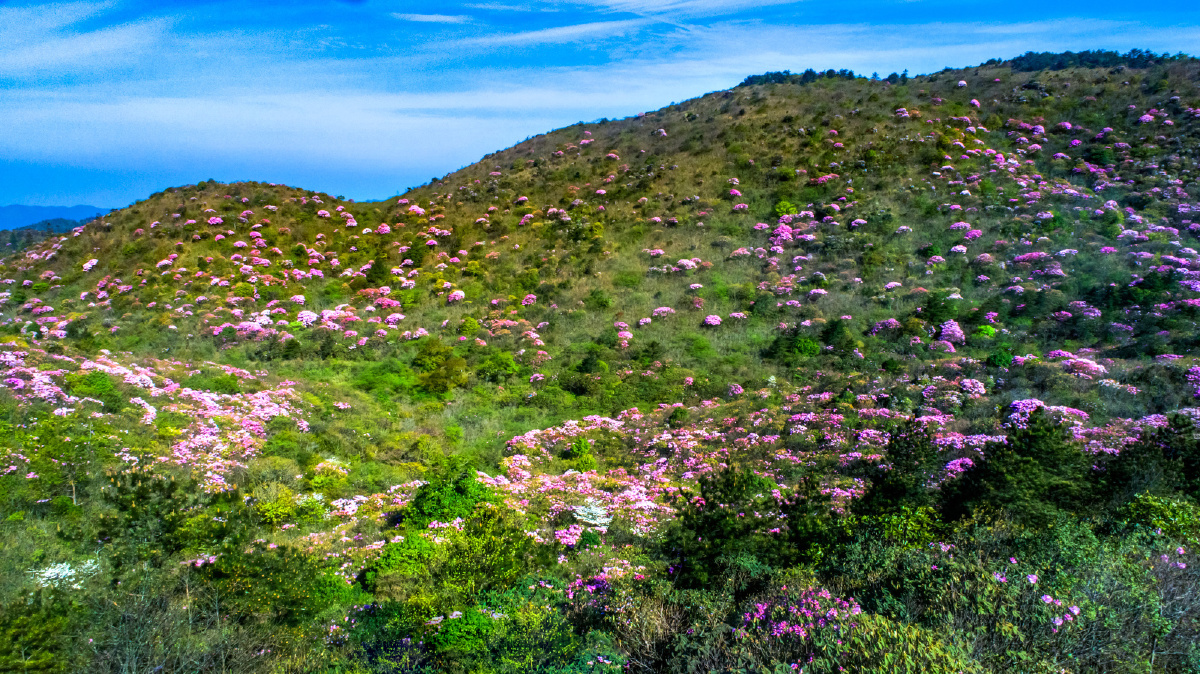 杜鹃烂漫江西坳