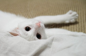 4个月大的猫猫