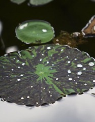 露水