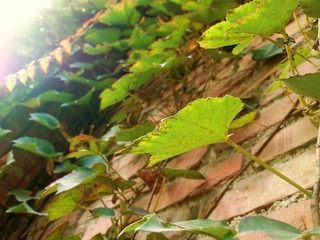 绿色爬墙虎