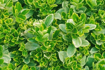 植物