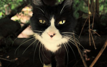 山猫
