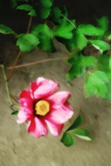 花开富贵-1.jpg