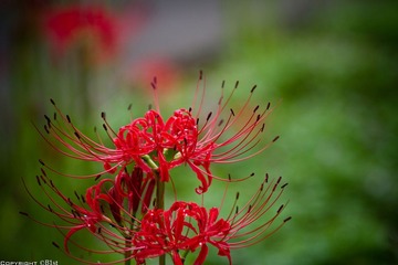 IMG_1270.jpg