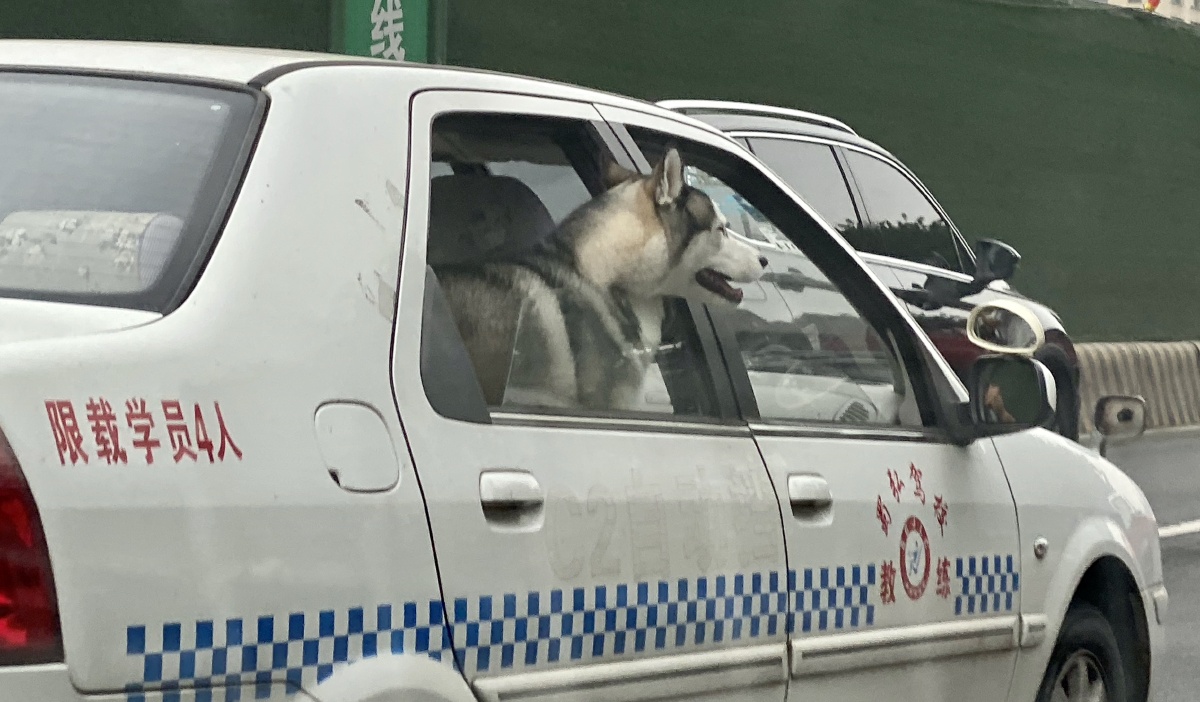 南昌有没有宠物托运,无消毒证明不准登机宠物托运收费约20元