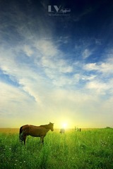 IMG_6815-1