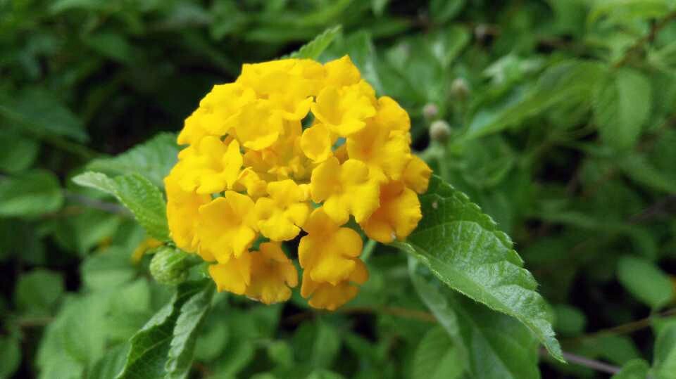花开正好