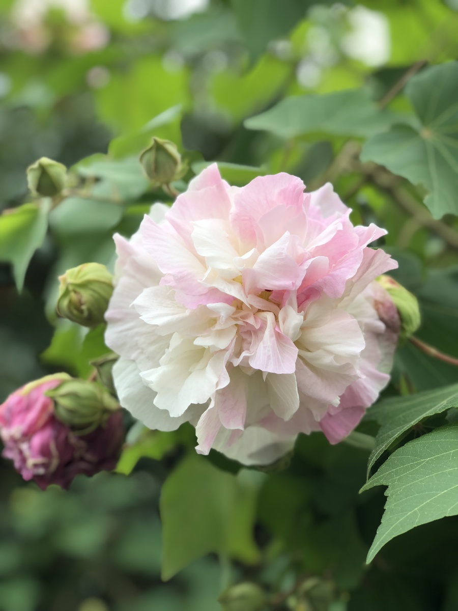 木末芙蓉花山中发红萼