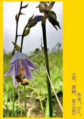 勤劳的小蜜蜂