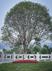 SAM_2046-4
