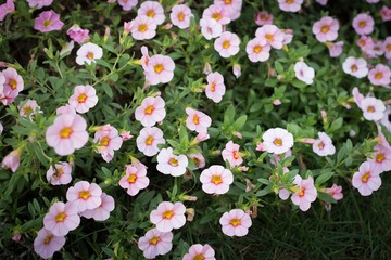 SAM_2090-6