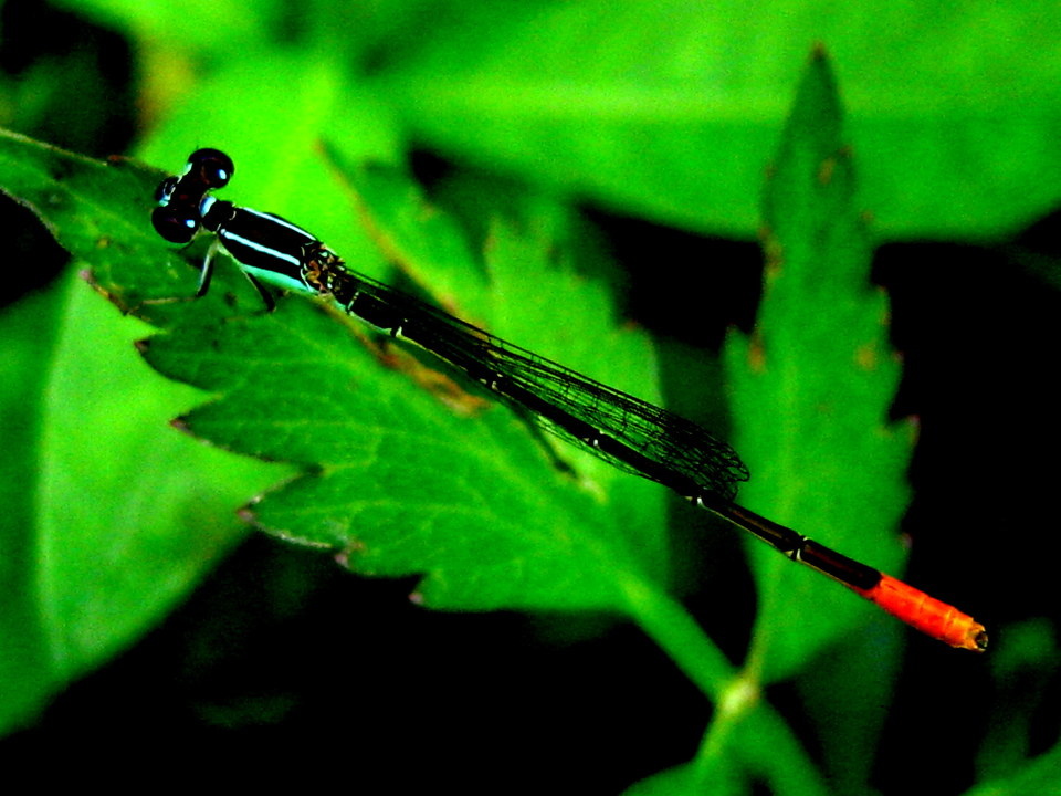 红尾蜻蜓