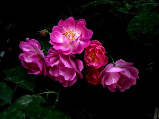 DSCF枫林绿洲6357