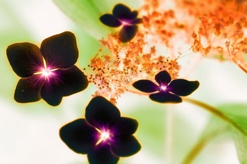 flower4