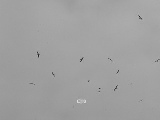 137316