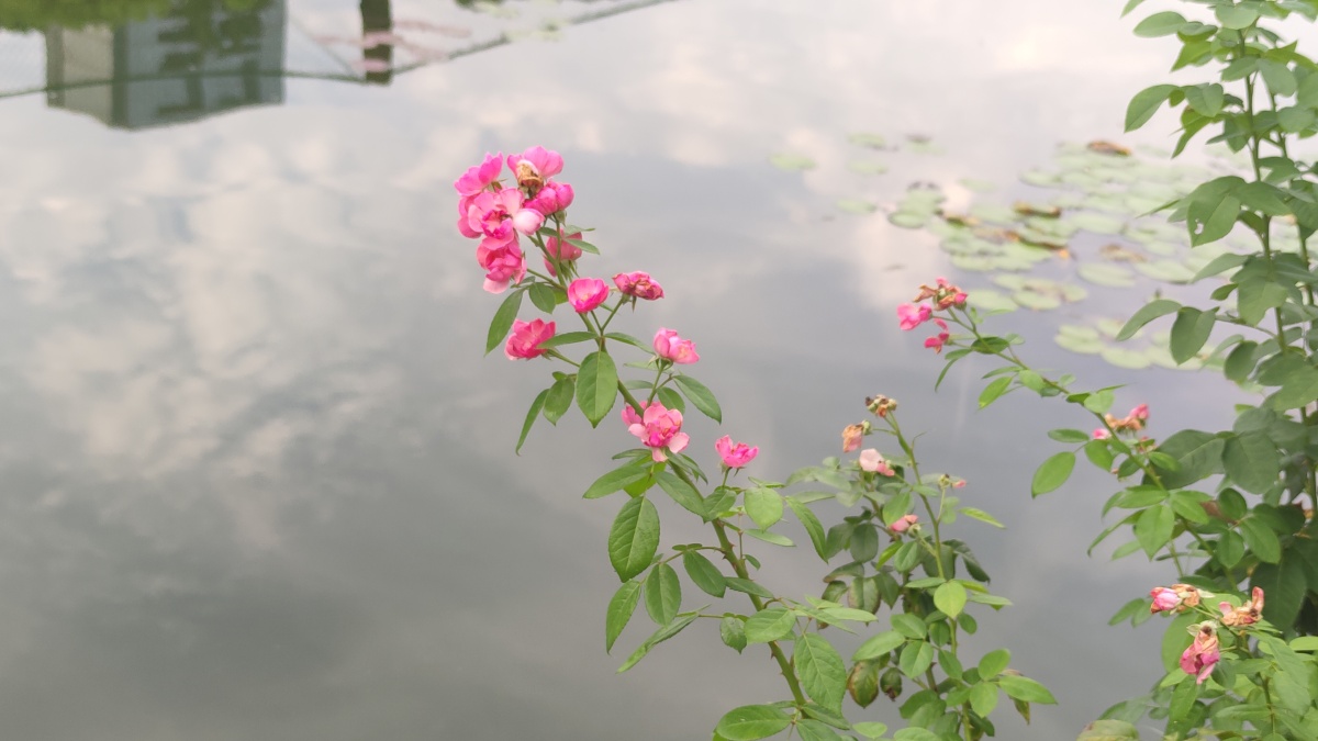 水景公园水边的花