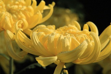 菊展随拍2