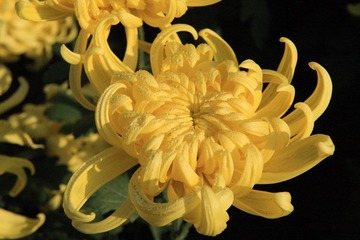 菊展随拍4