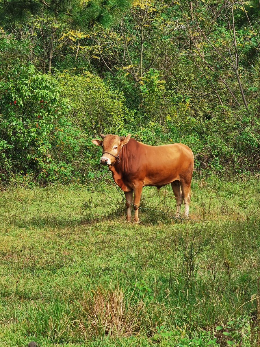 缺少牧童的小黄牛