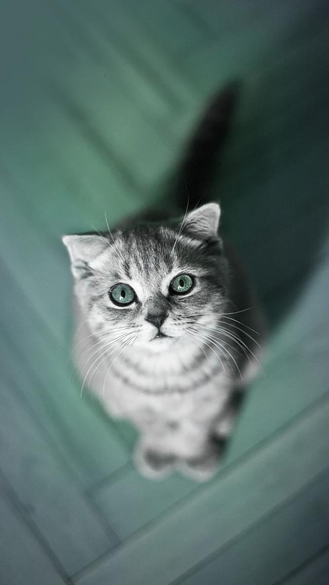 喵星人 - 梁先生excellent - 图虫网 - 优质摄影师交流社区